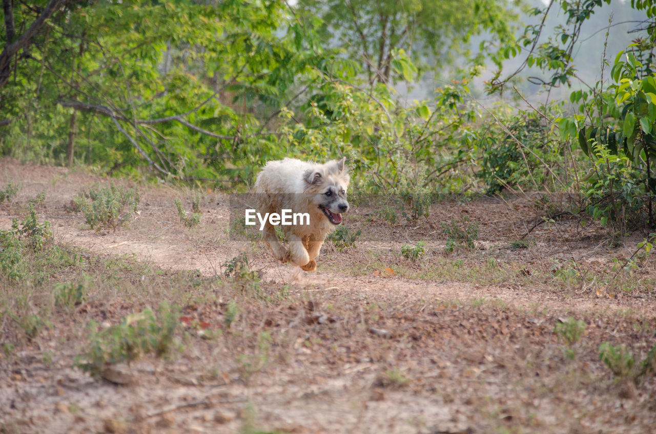 VIEW OF DOG RUNNING ON GROUND