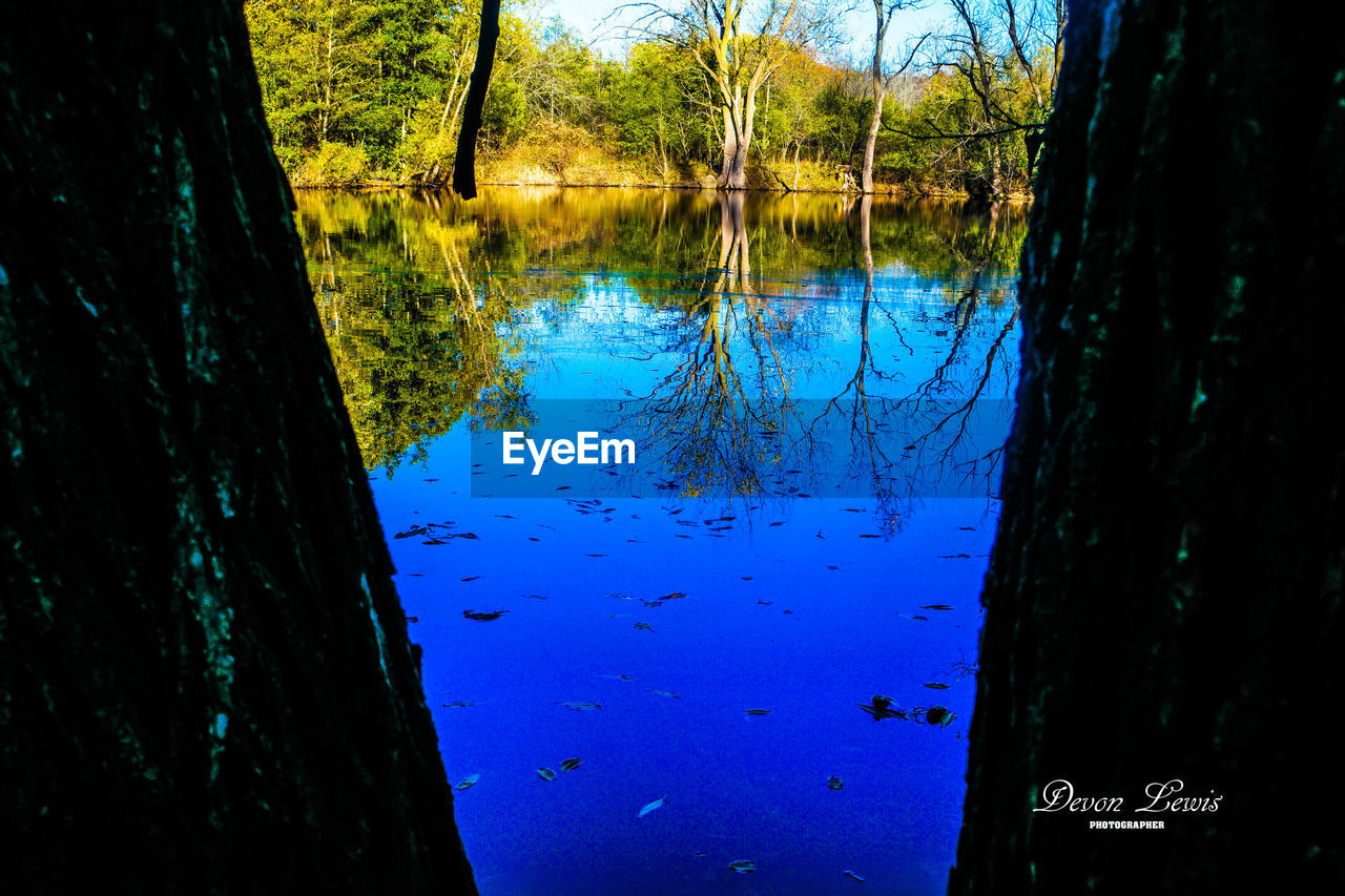 REFLECTION OF TREES ON LAKE