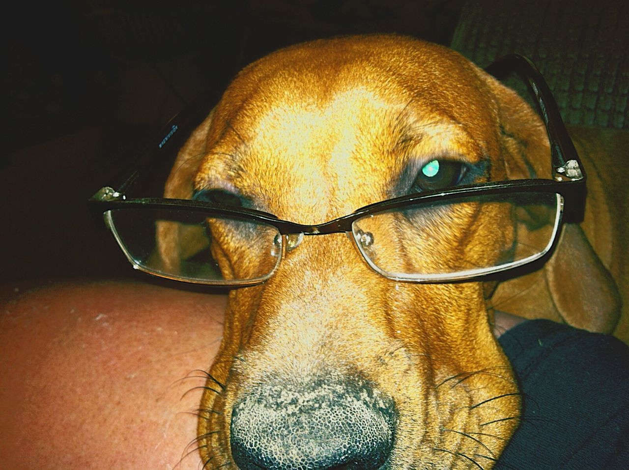 Close-up of dog wearing glasses