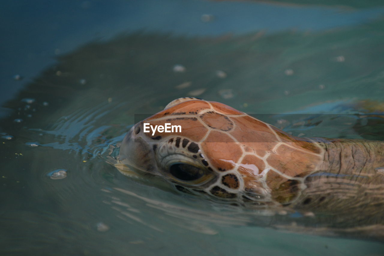 CLOSE-UP OF TURTLE IN SEA AGAINST BLURRED BACKGROUND