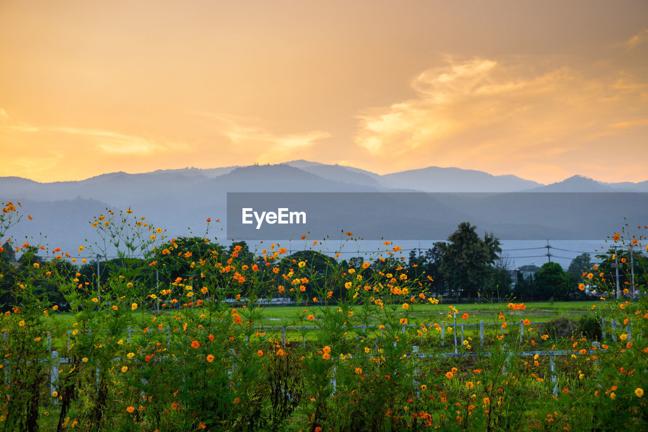 Scenic view of grassy field against sky during sunset