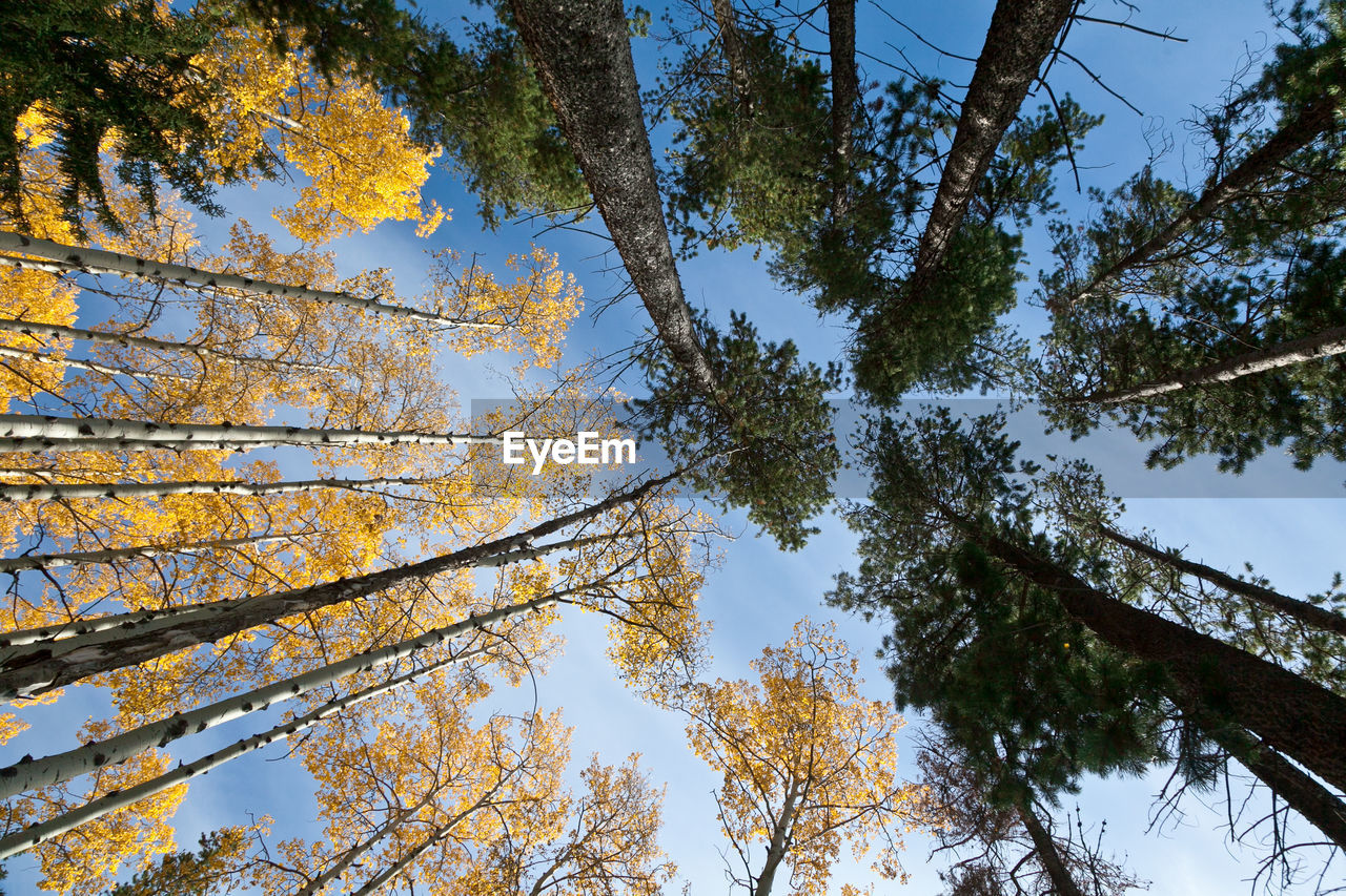 Low angle view of trees in forest against sky