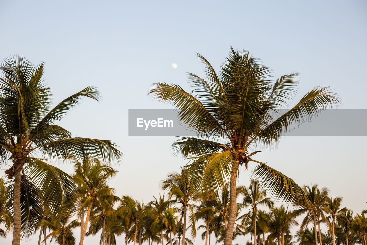 Low angle view of palm trees against clear sky