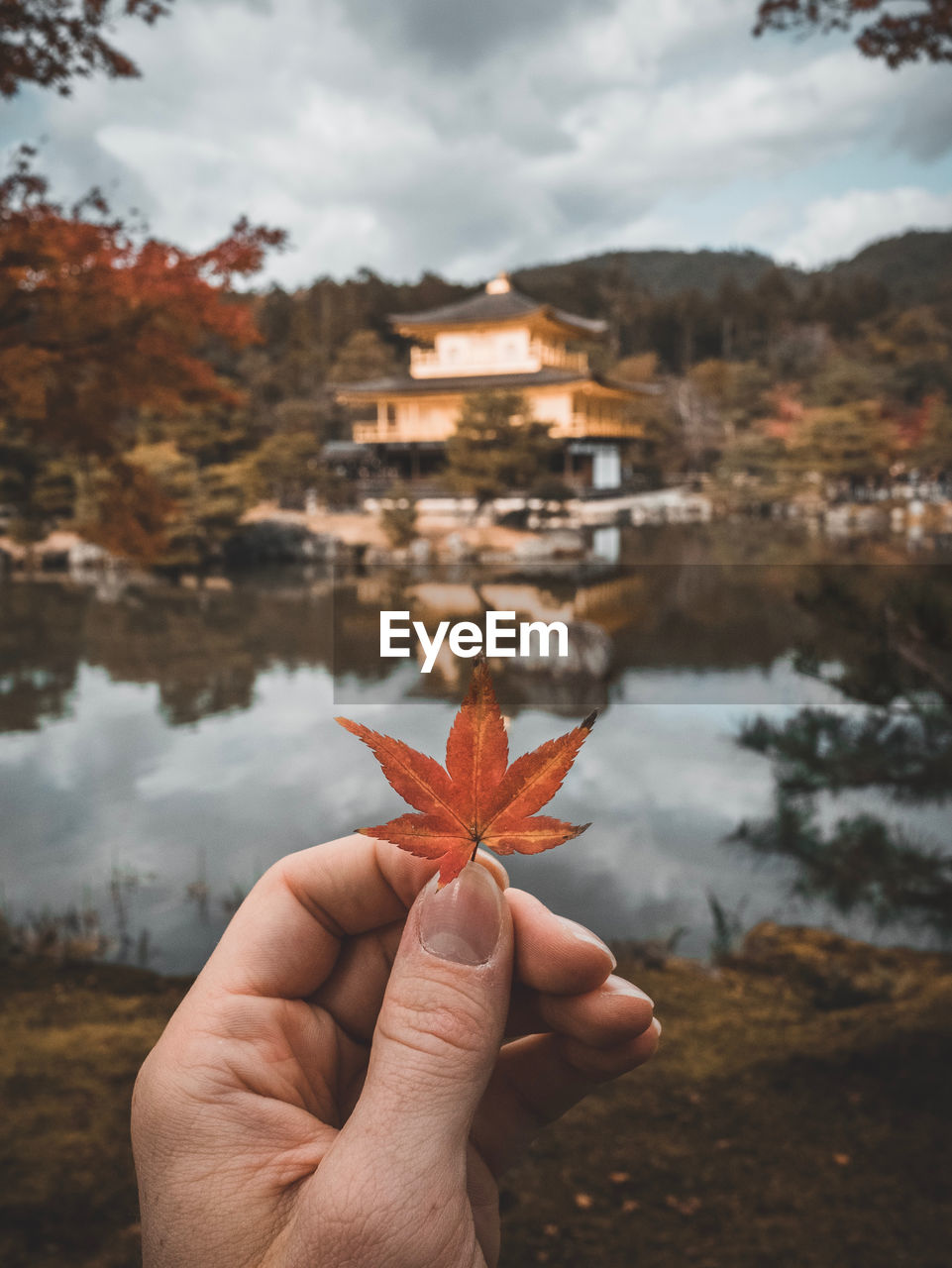 PERSON HOLDING MAPLE LEAF DURING AUTUMN