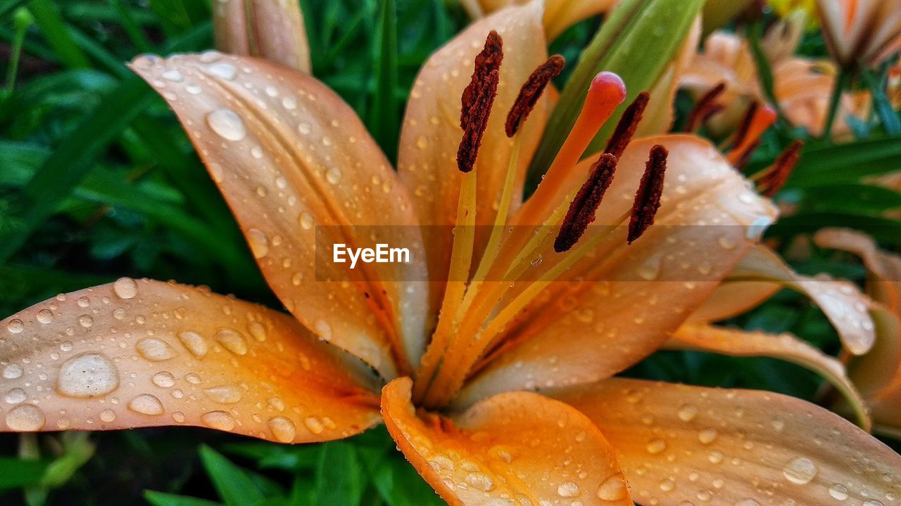 CLOSE-UP OF WATER DROPS ON ORANGE LILY OF FLOWER