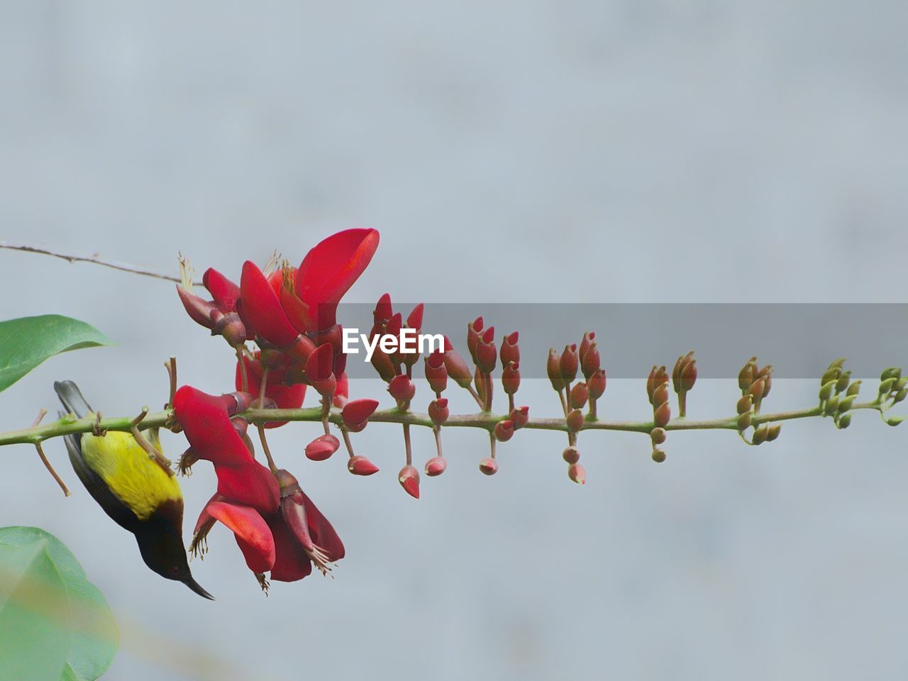 CLOSE-UP OF RED FLOWERING PLANTS AGAINST SKY