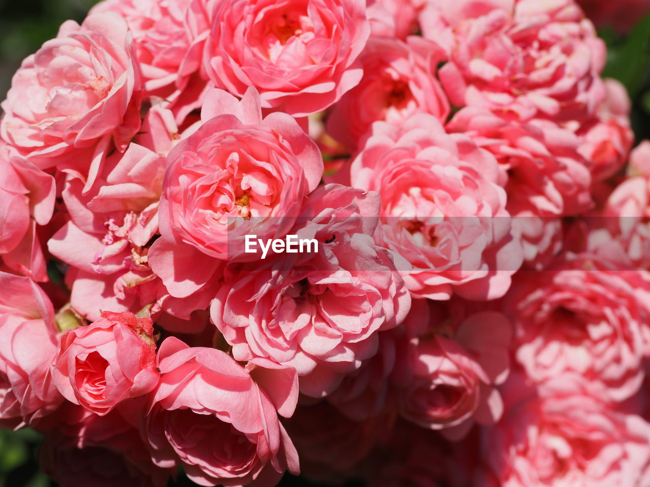 CLOSE-UP OF PINK FLOWERS