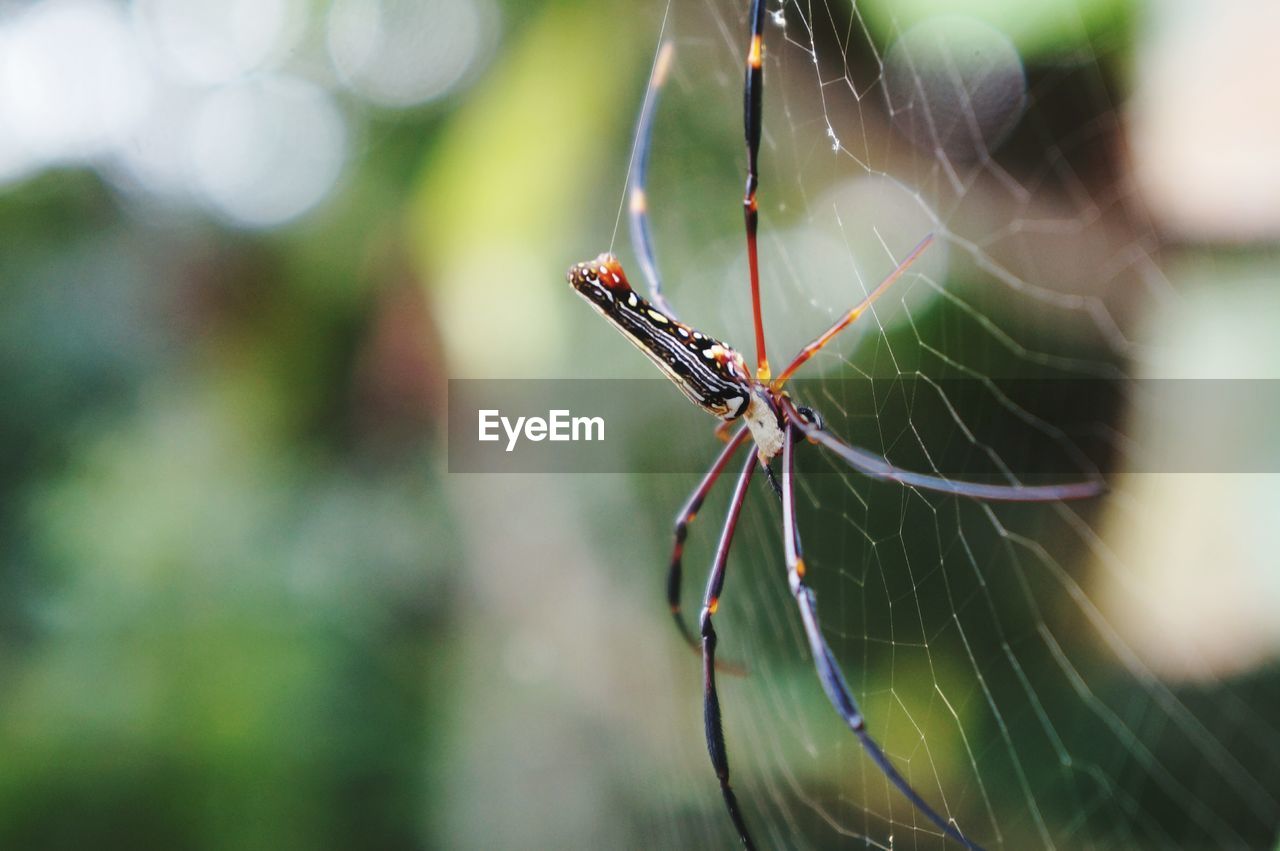 Close-up of spider on web