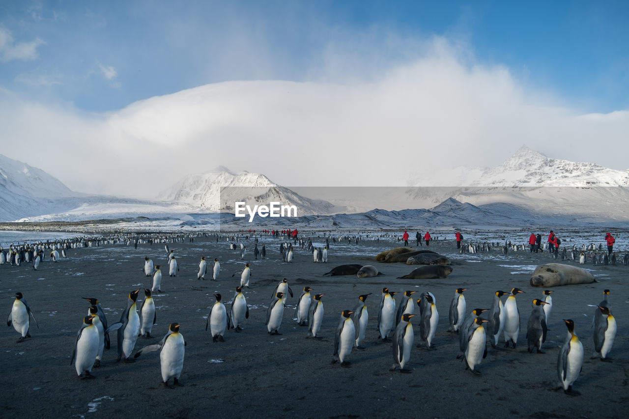 Penguins and snow covered mountains against sky