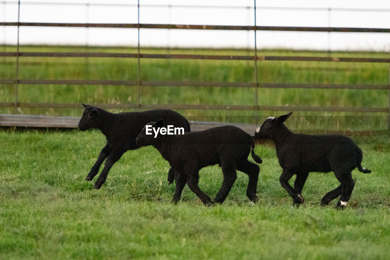 animal, mammal, animal themes, grass, pasture, group of animals, horse, plant, animal wildlife, mare, grazing, domestic animals, no people, nature, side view, foal, day, young animal, two animals, livestock, mustang horse, field, full length, outdoors, pet, dog, agriculture, green, environment, landscape
