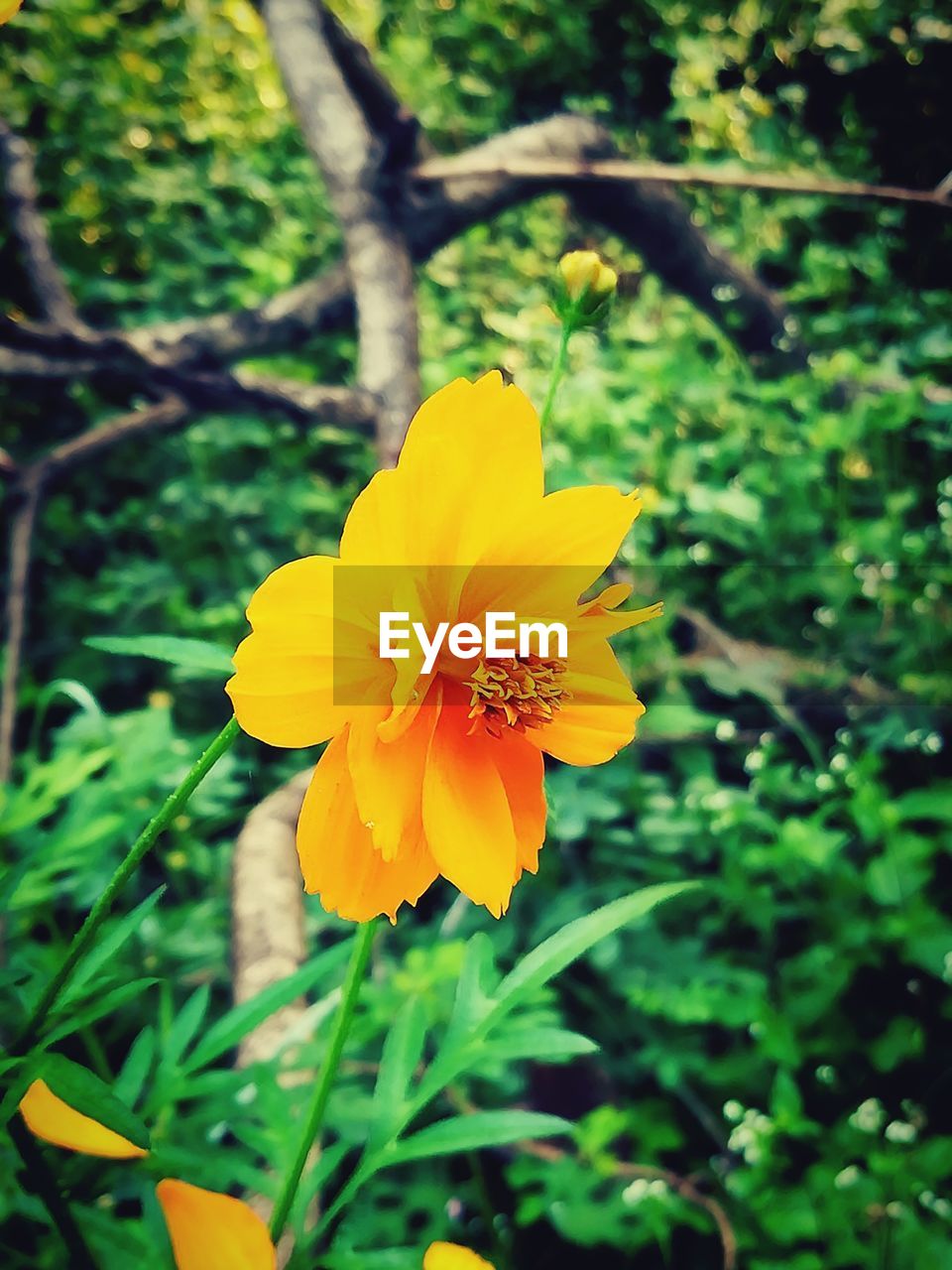 CLOSE-UP OF YELLOW HIBISCUS BLOOMING IN PARK