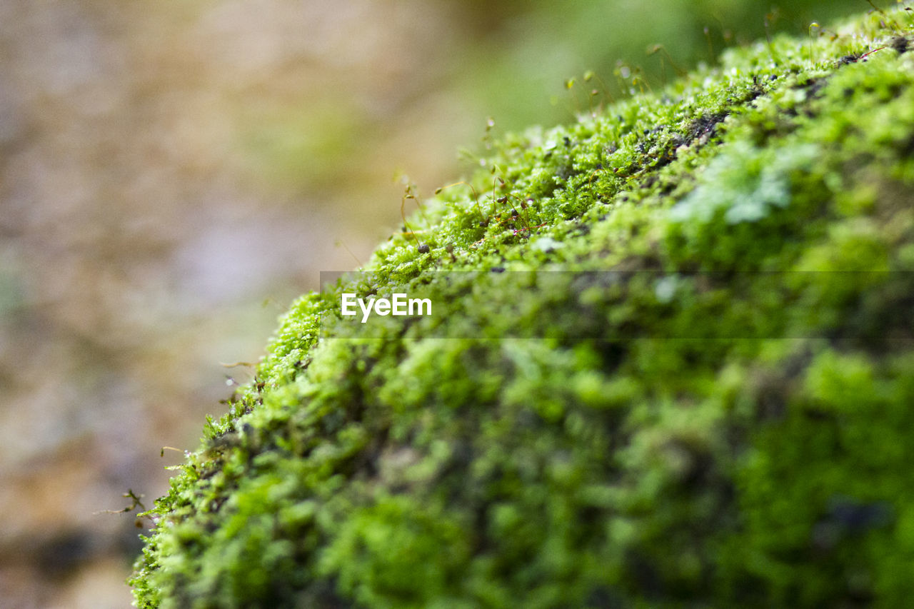 CLOSE-UP OF MOSS GROWING ON TREE TRUNK
