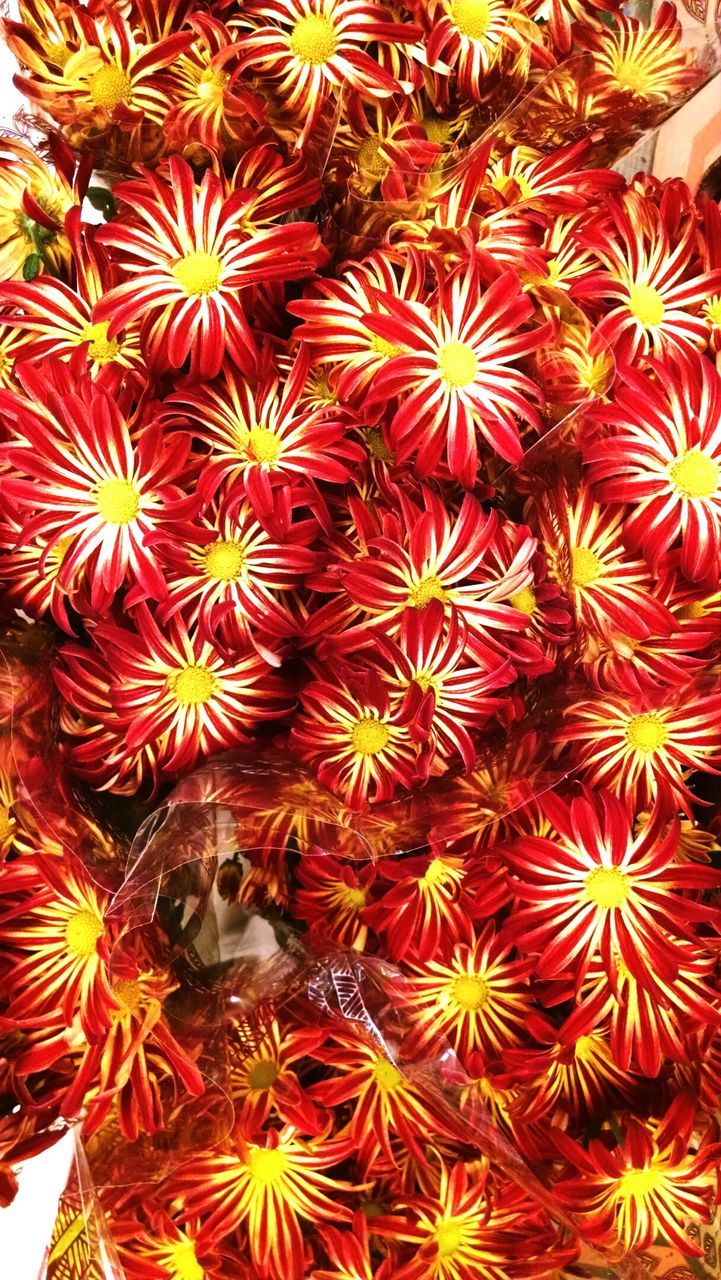 CLOSE-UP OF FLOWERS IN BLOOM