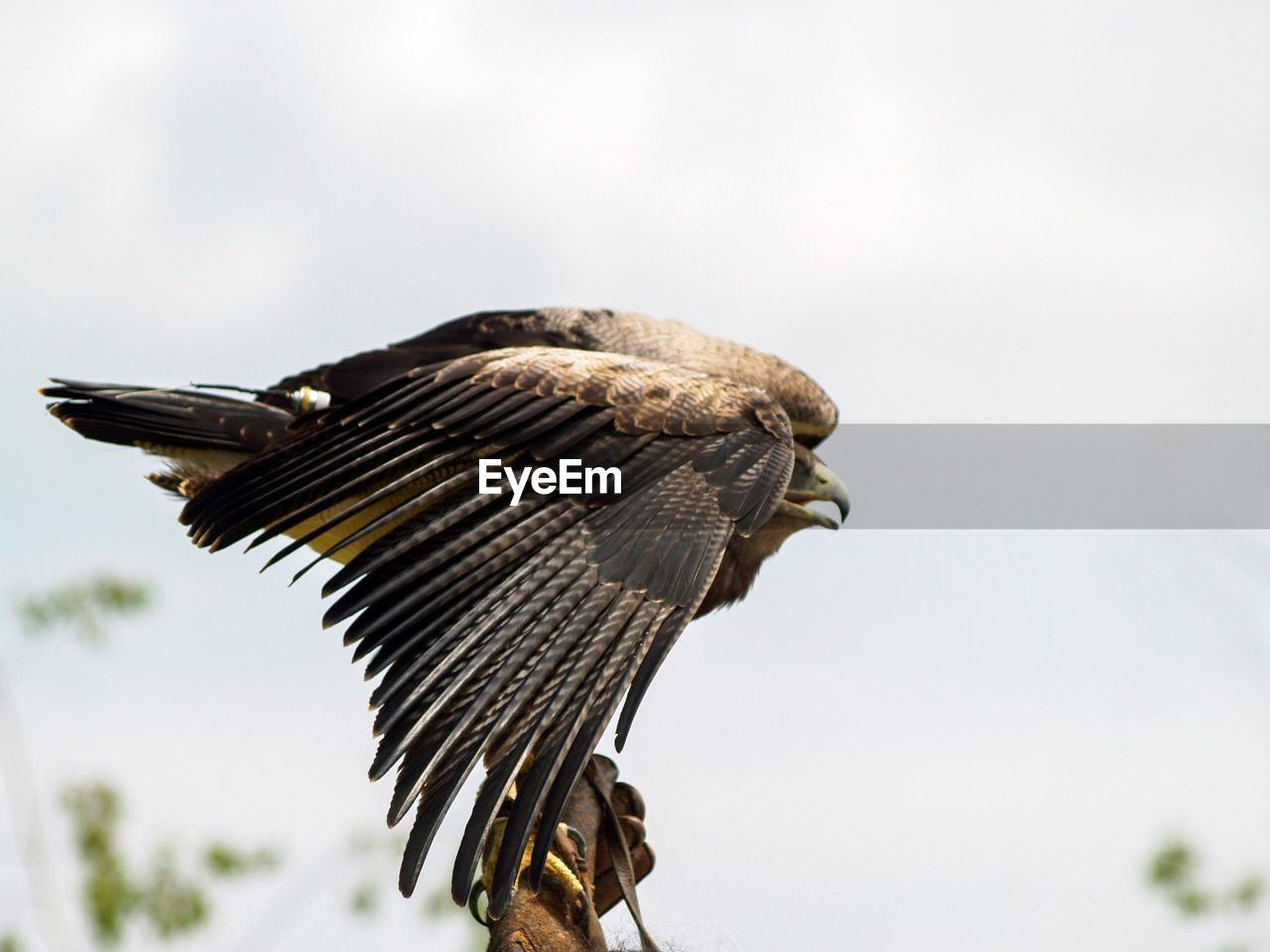 LOW ANGLE VIEW OF EAGLE FLYING IN SKY