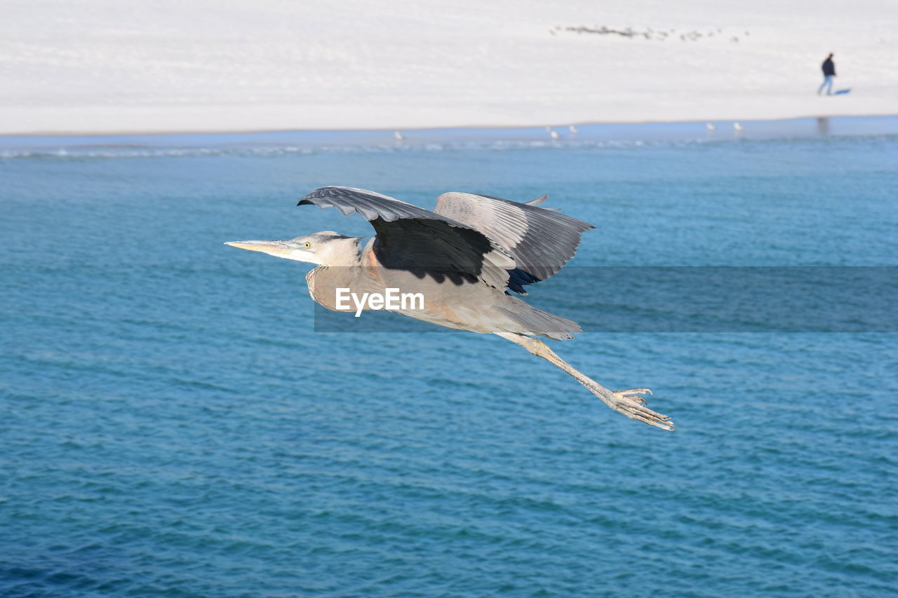 BIRDS FLYING OVER SEA AGAINST SKY