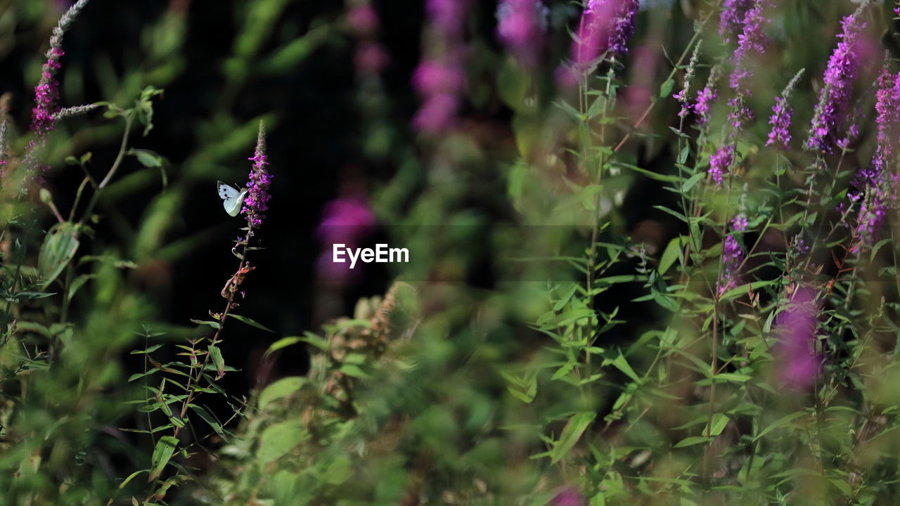 CLOSE-UP OF PURPLE FLOWERING PLANTS IN FIELD