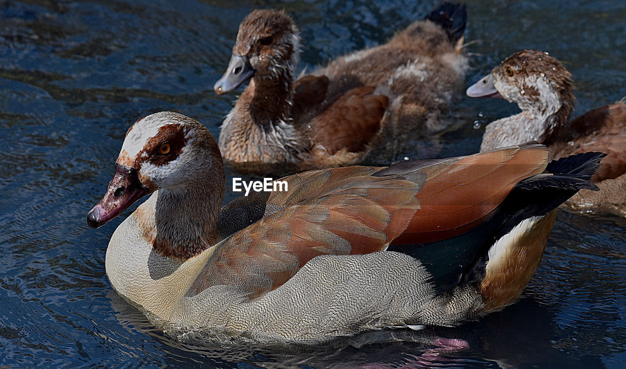 Close-up of duck swimming in lake