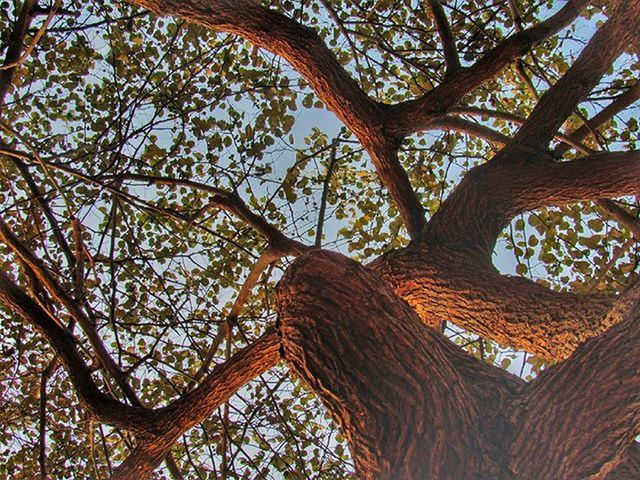 LOW ANGLE VIEW OF TREES AGAINST SKY