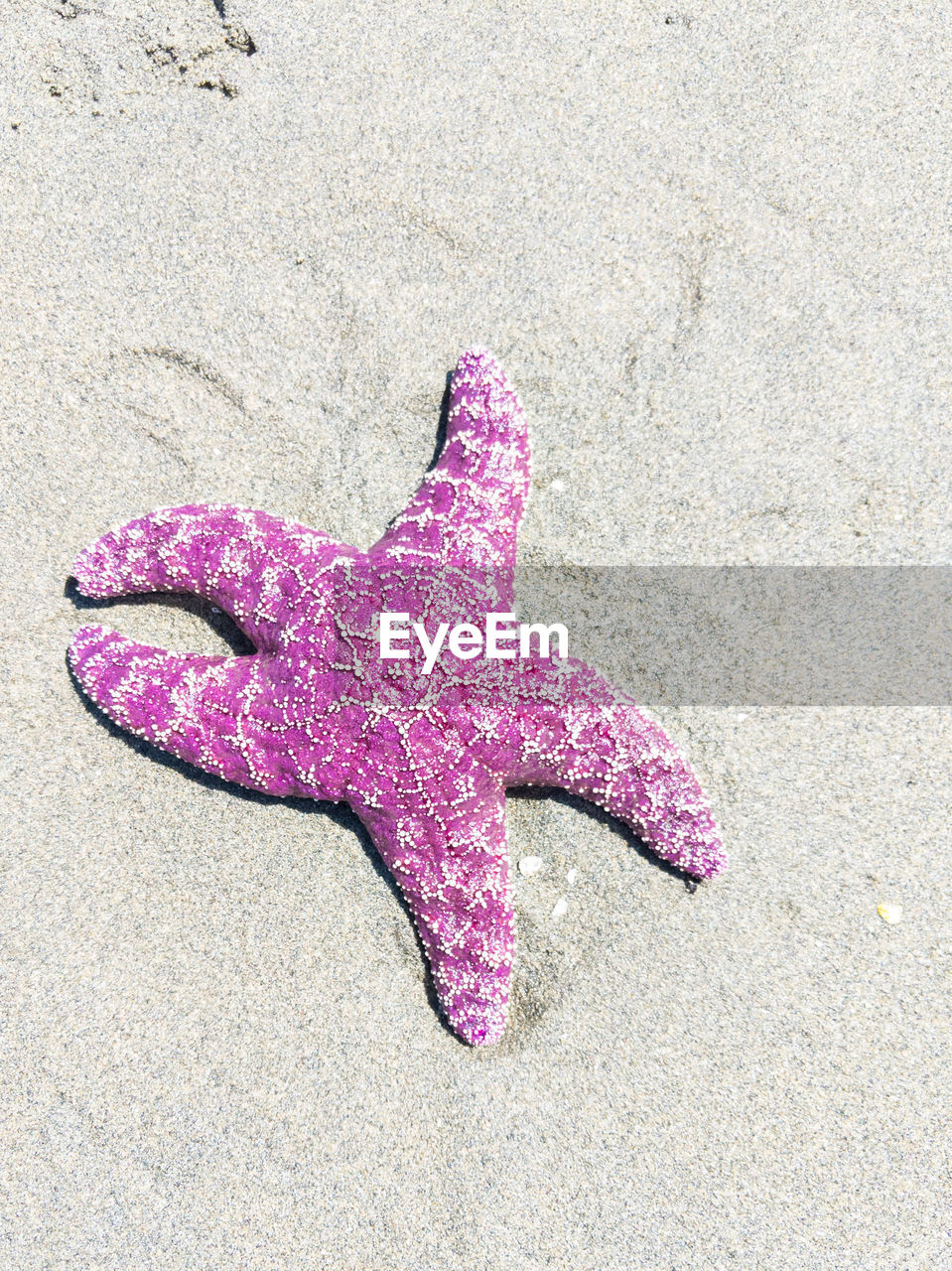 HIGH ANGLE VIEW OF A STARFISH ON SAND