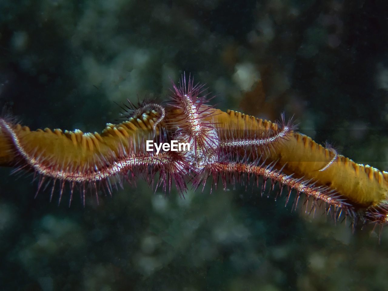 A brittle sea star-ophiuroidea sp.