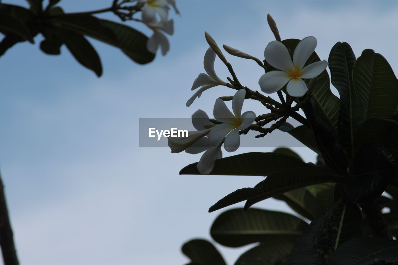 CLOSE-UP OF FLOWERING PLANTS AGAINST SKY