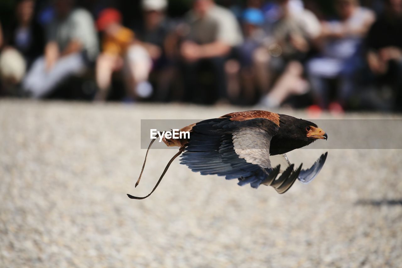 Eagle flying against crowd over field