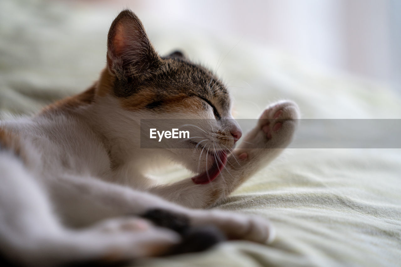 Close-up of cat relaxing on bed at home