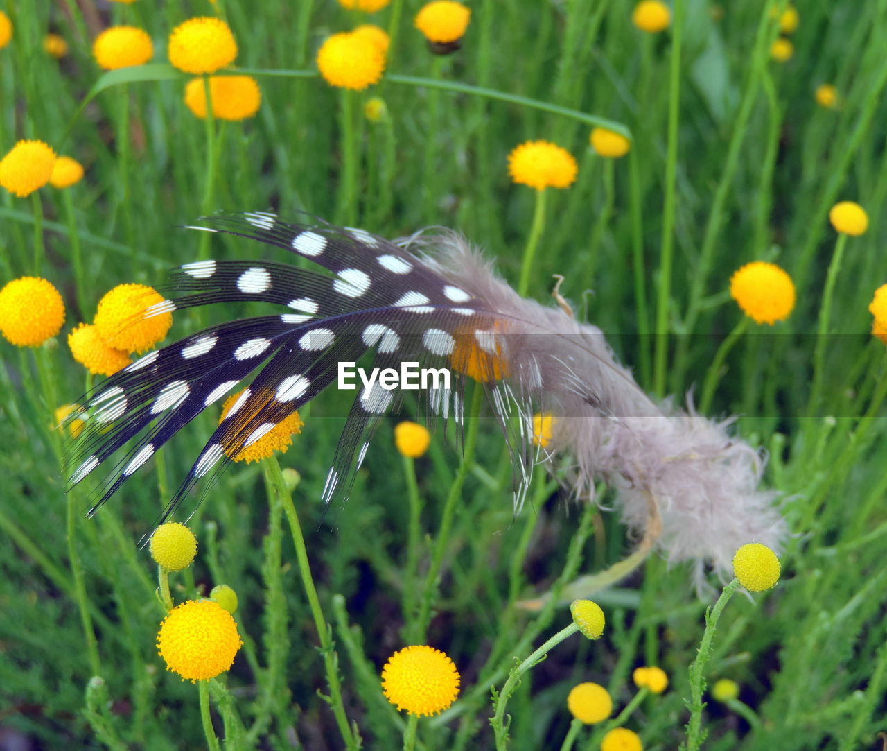 CLOSE-UP OF BUTTERFLY ON YELLOW FLOWERING PLANT