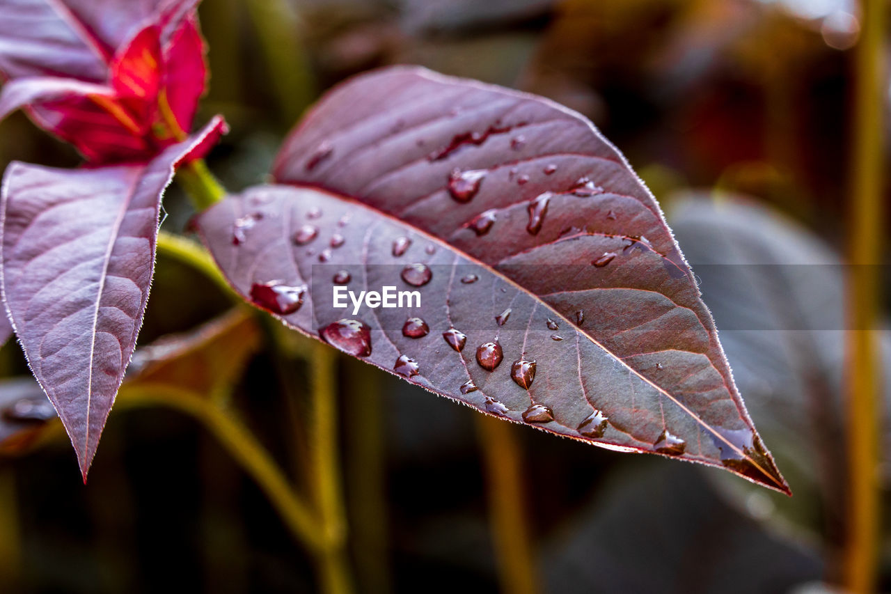 Close-up of wet plants