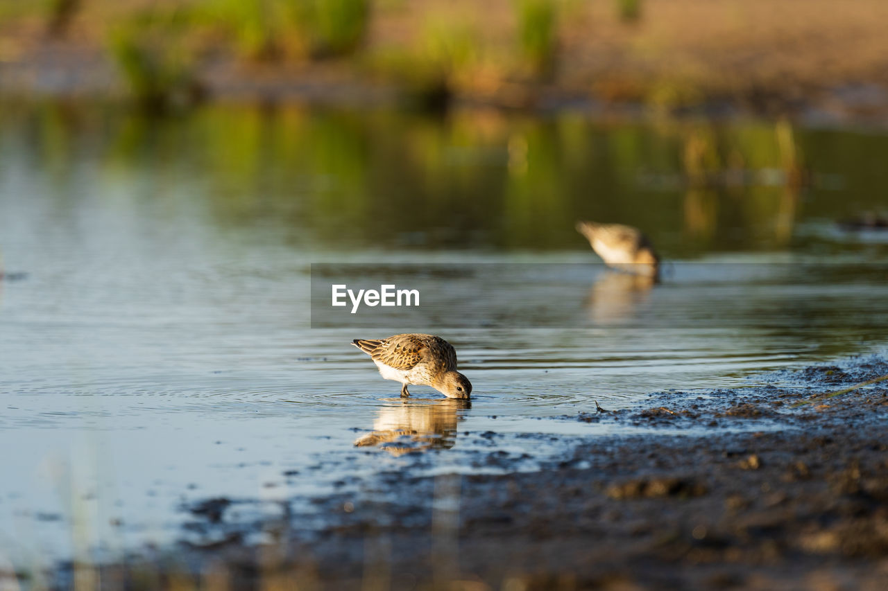 Sandpiper feeds along the shores of baltic sea before autumn migrating to southern