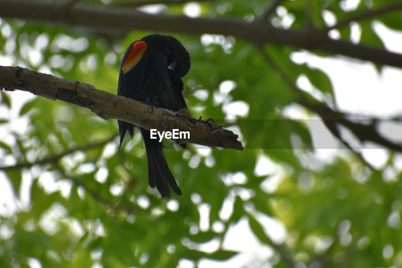 LOW ANGLE VIEW OF BIRD PERCHING ON BRANCH