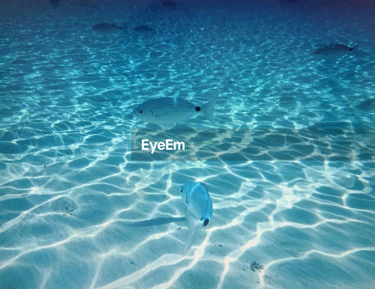 VIEW OF FISH SWIMMING UNDERWATER