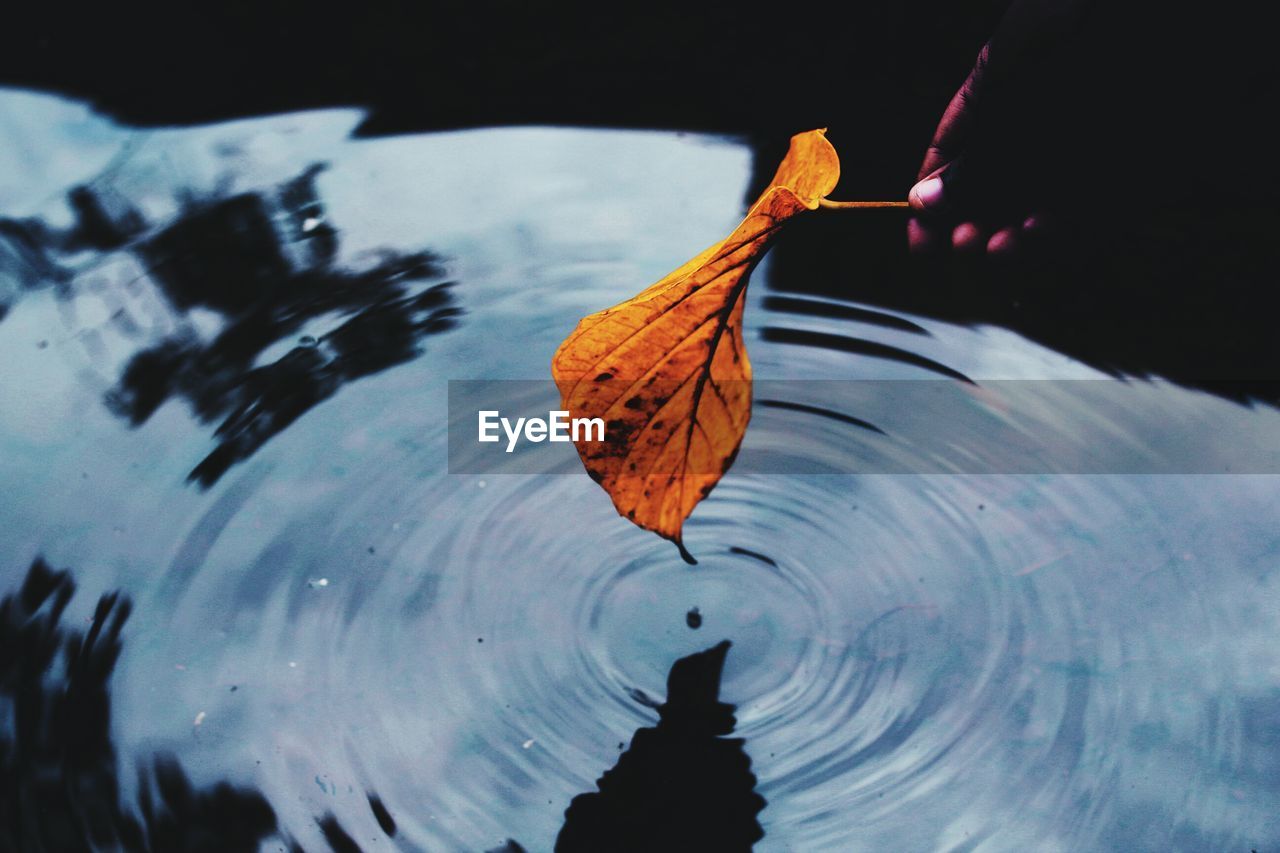 Close-up of autumn leaf in water