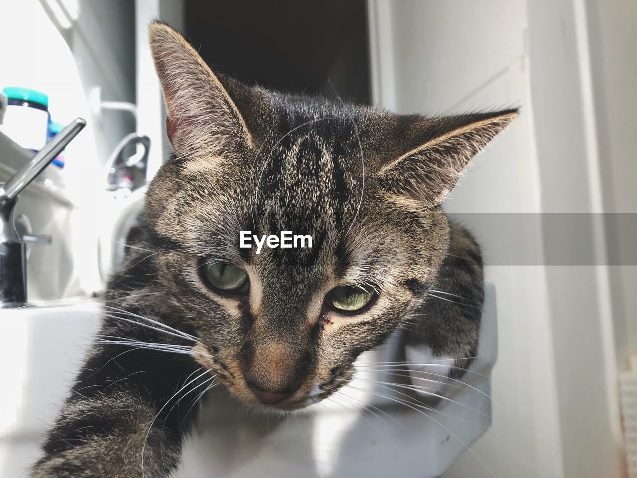 Close-up portrait of a cat