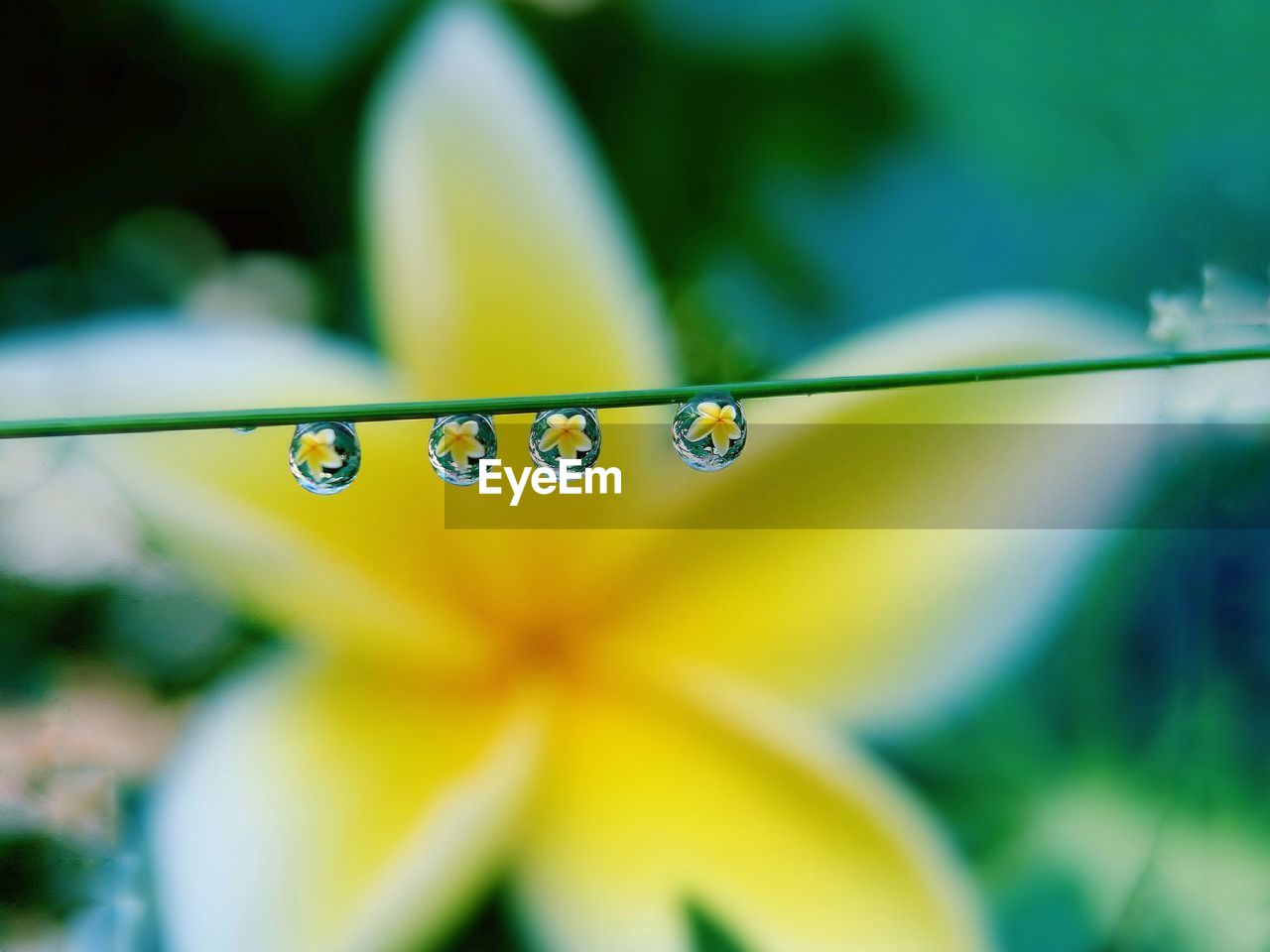 CLOSE-UP OF WATER DROPS ON YELLOW FLOWER