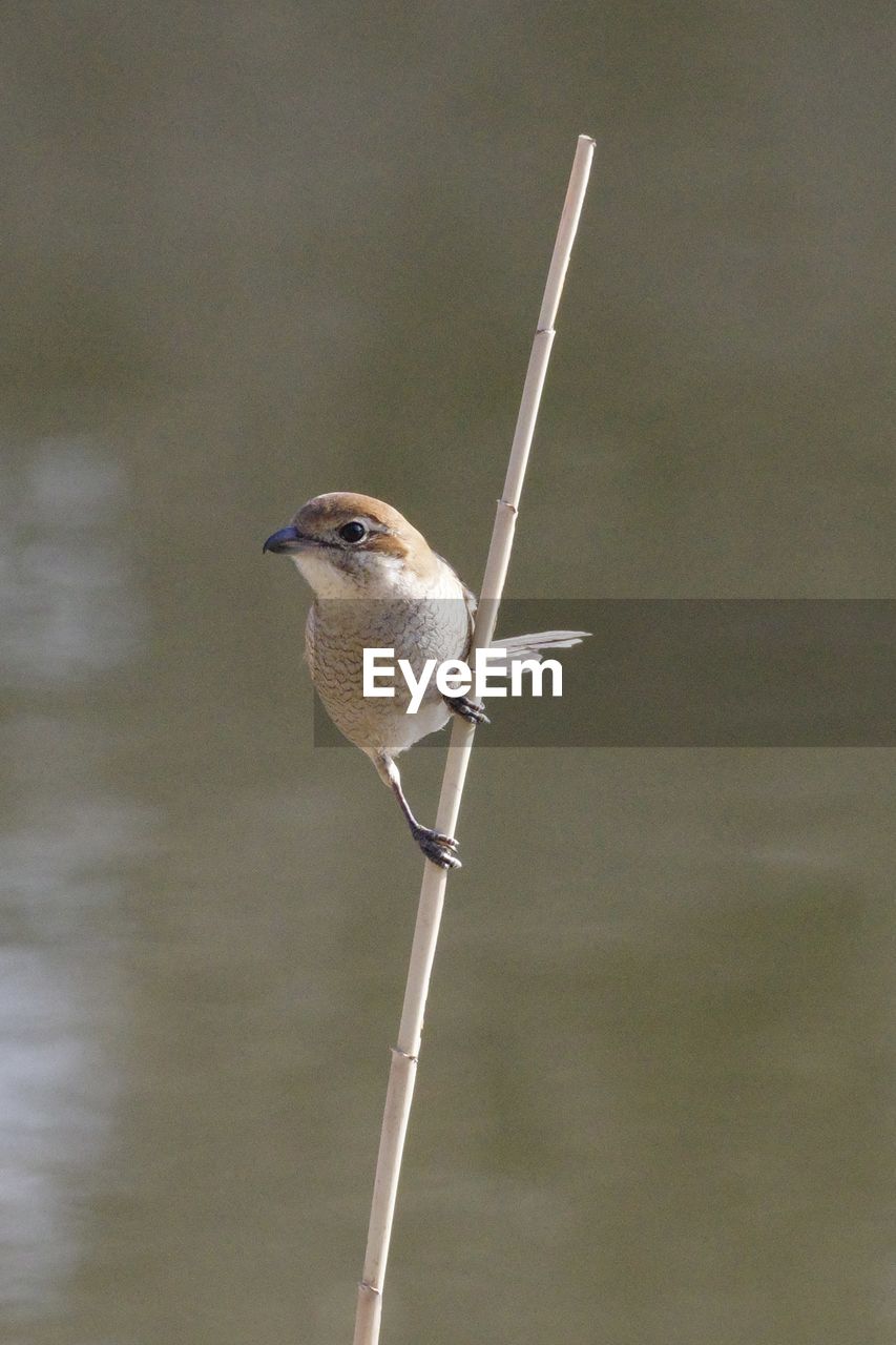 animal themes, animal, bird, animal wildlife, one animal, wildlife, perching, no people, beak, focus on foreground, nature, outdoors, day, wing