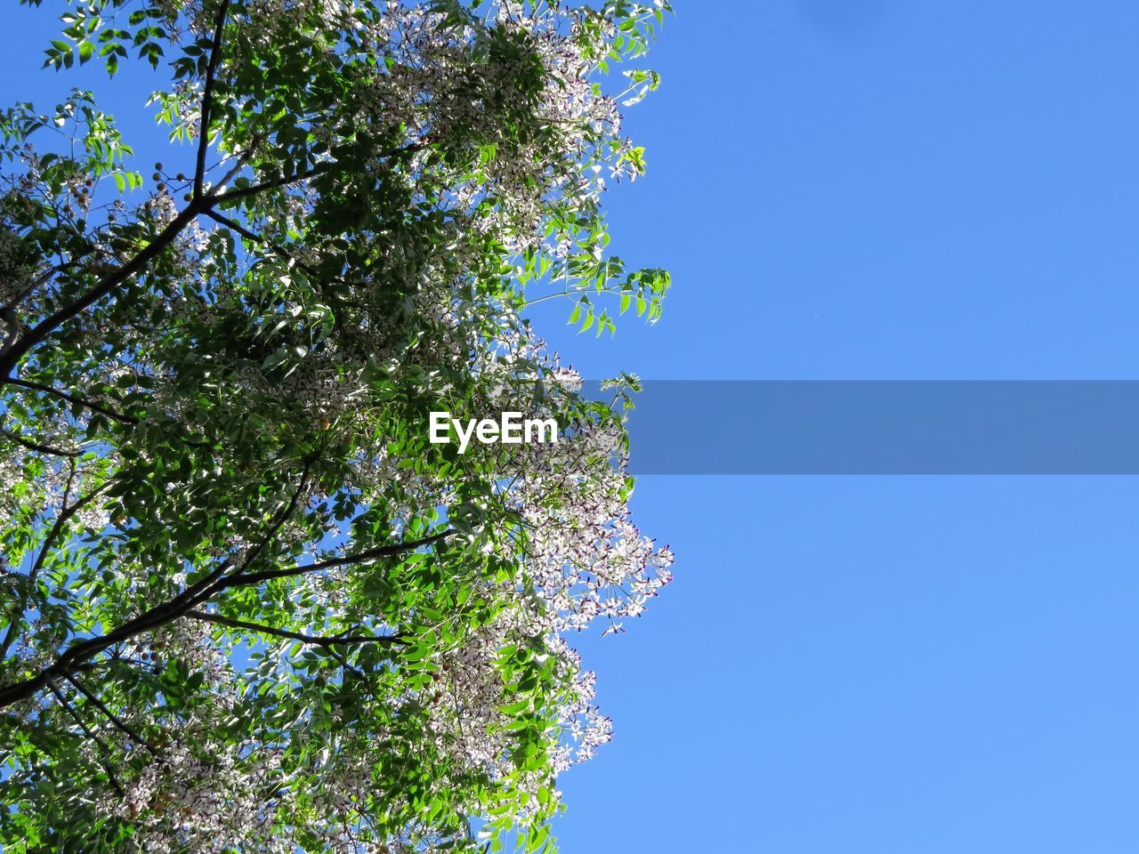 High section of tree against clear blue sky