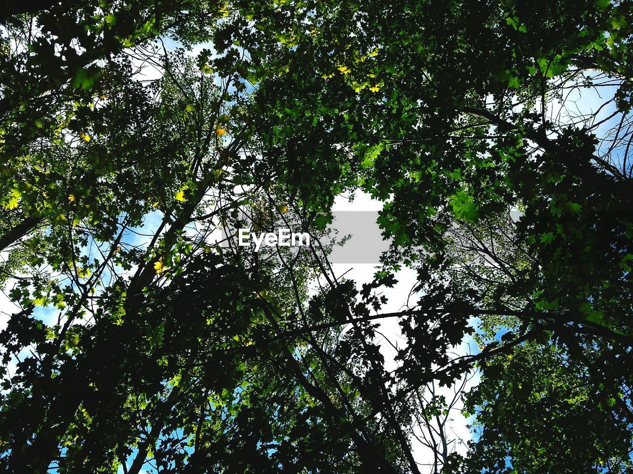 FULL FRAME SHOT OF TREES AGAINST SKY