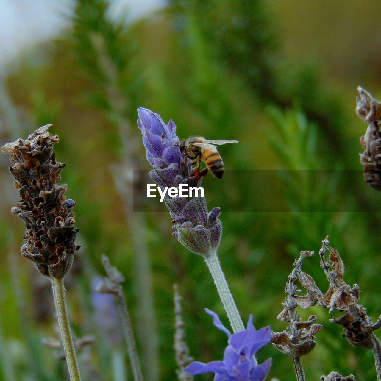 Close-up of bee pollinating on purple flower