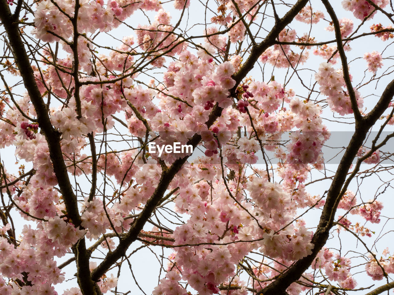 plant, tree, blossom, flower, springtime, flowering plant, fragility, branch, beauty in nature, growth, pink, low angle view, freshness, cherry blossom, nature, cherry tree, no people, day, sky, outdoors, produce, spring, botany, backgrounds, full frame, fruit tree, close-up
