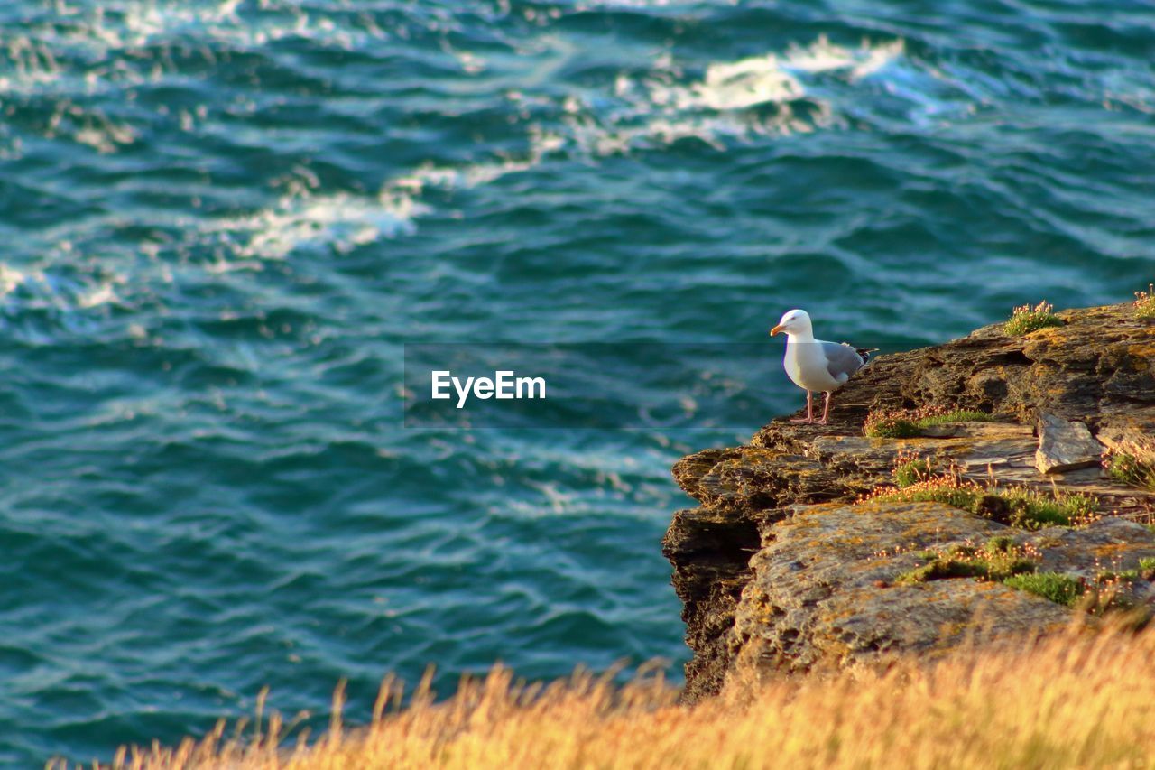 SEAGULL PERCHING BY SEA
