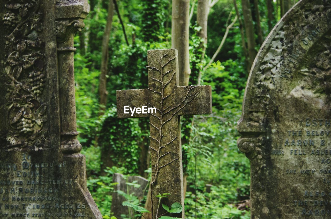 TREE TRUNK ON A FOREST