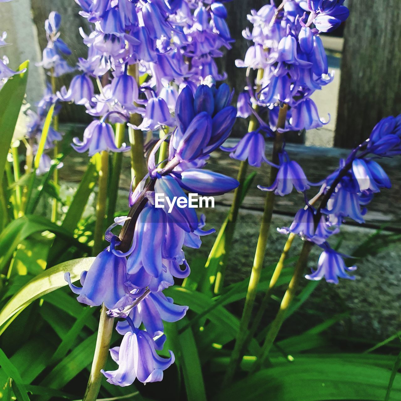 plant, flower, flowering plant, beauty in nature, freshness, purple, fragility, growth, petal, close-up, nature, inflorescence, flower head, no people, day, blue, springtime, blossom, botany, focus on foreground, iris, leaf, plant part, wildflower, outdoors