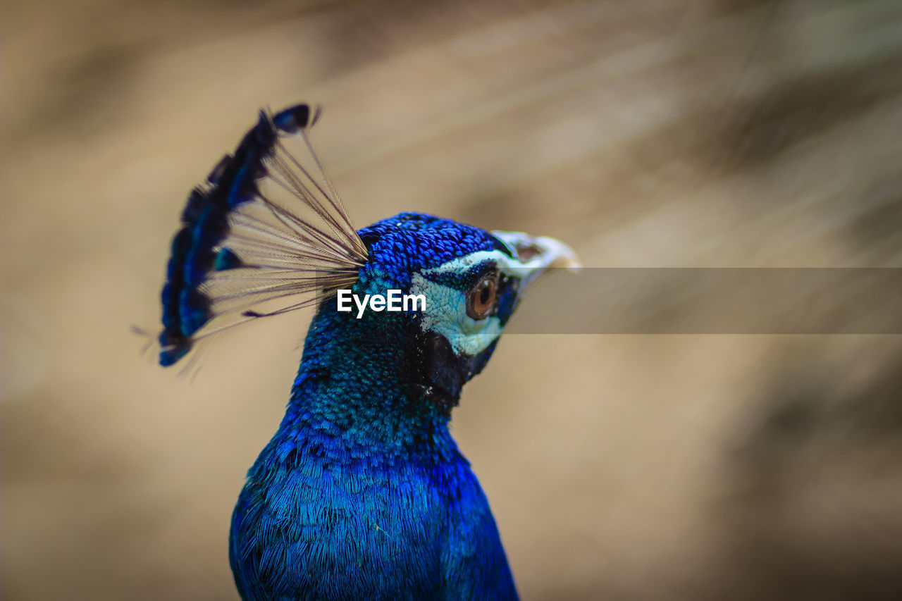 CLOSE-UP OF A PARROT