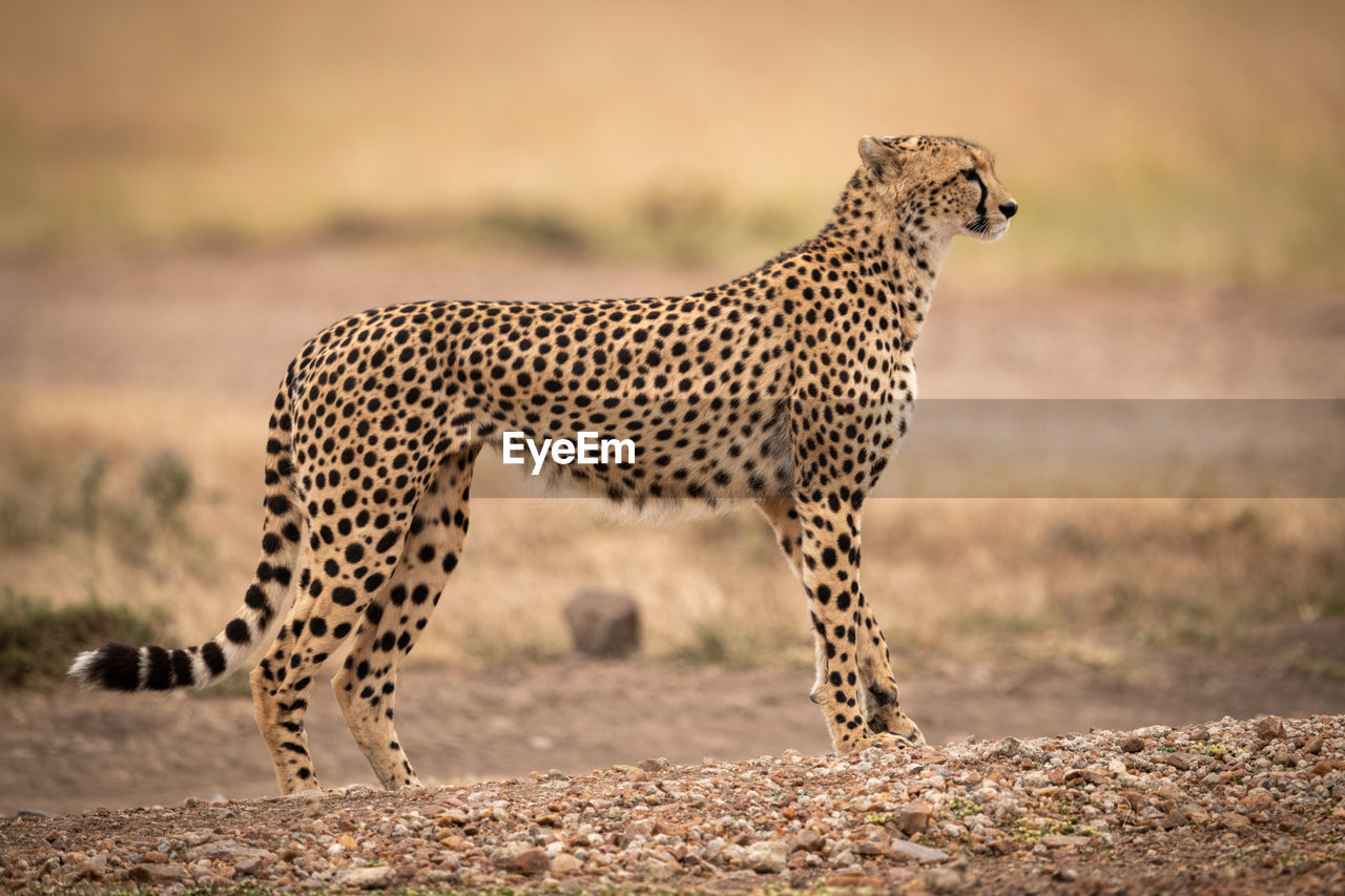 Side view of cheetah on field 