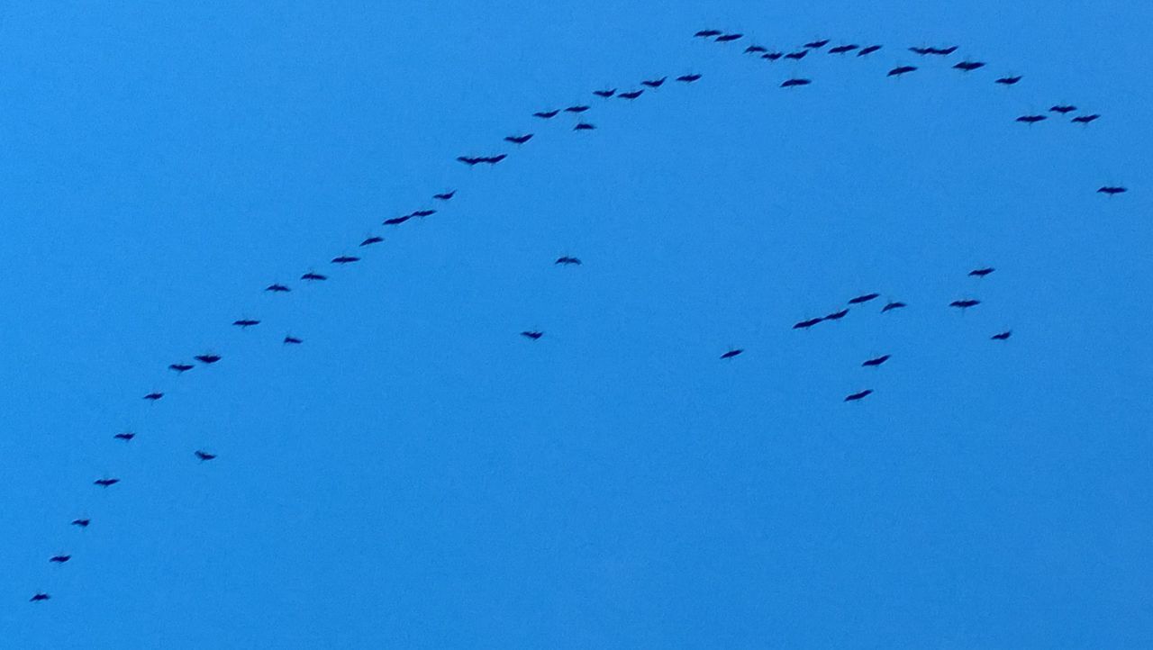 LOW ANGLE VIEW OF BIRDS FLYING IN SKY