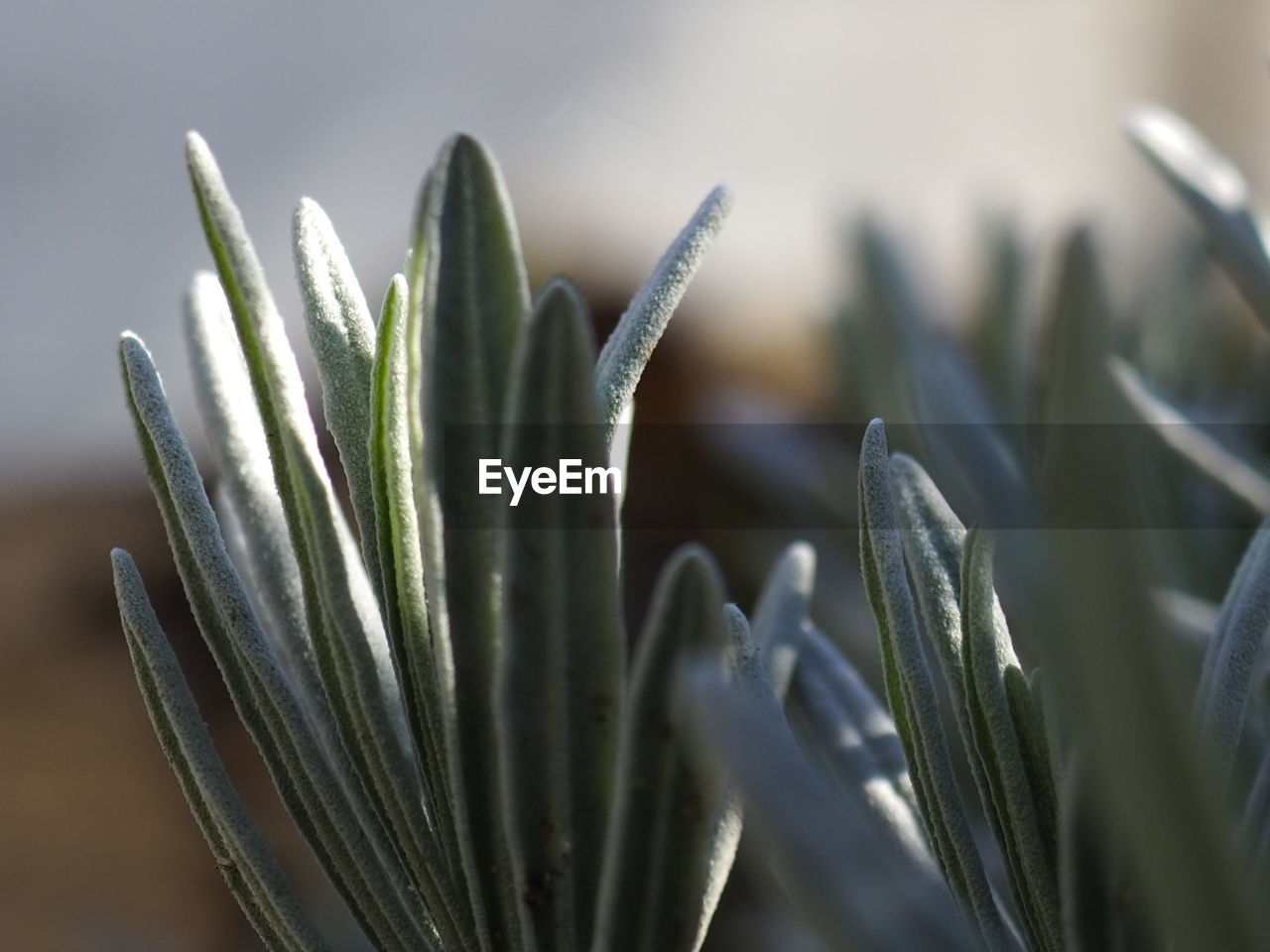 CLOSE-UP OF SUCCULENT PLANT IN GARDEN