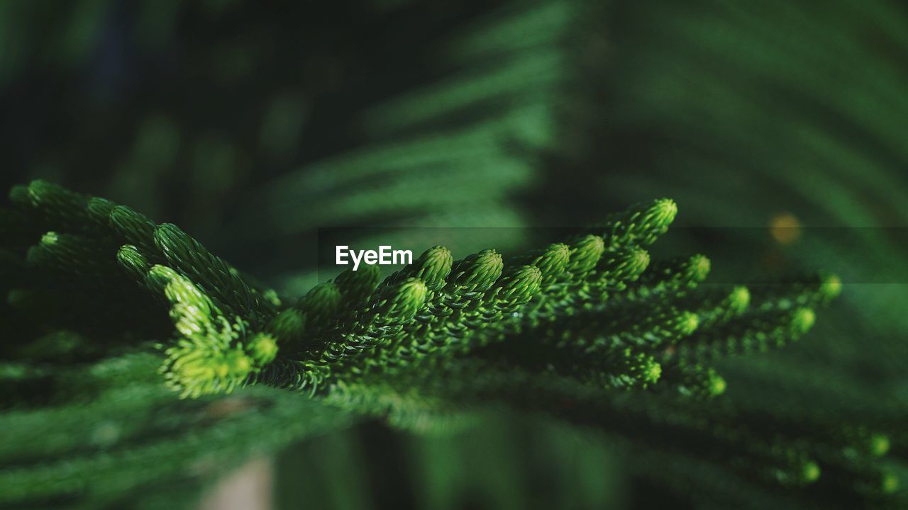 The appearance of the leaves of the pine tree in the yard of the house in the morning