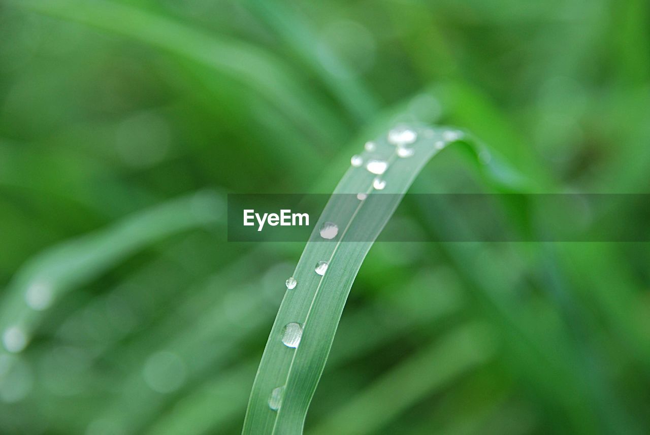 Close-up of water drops on grass