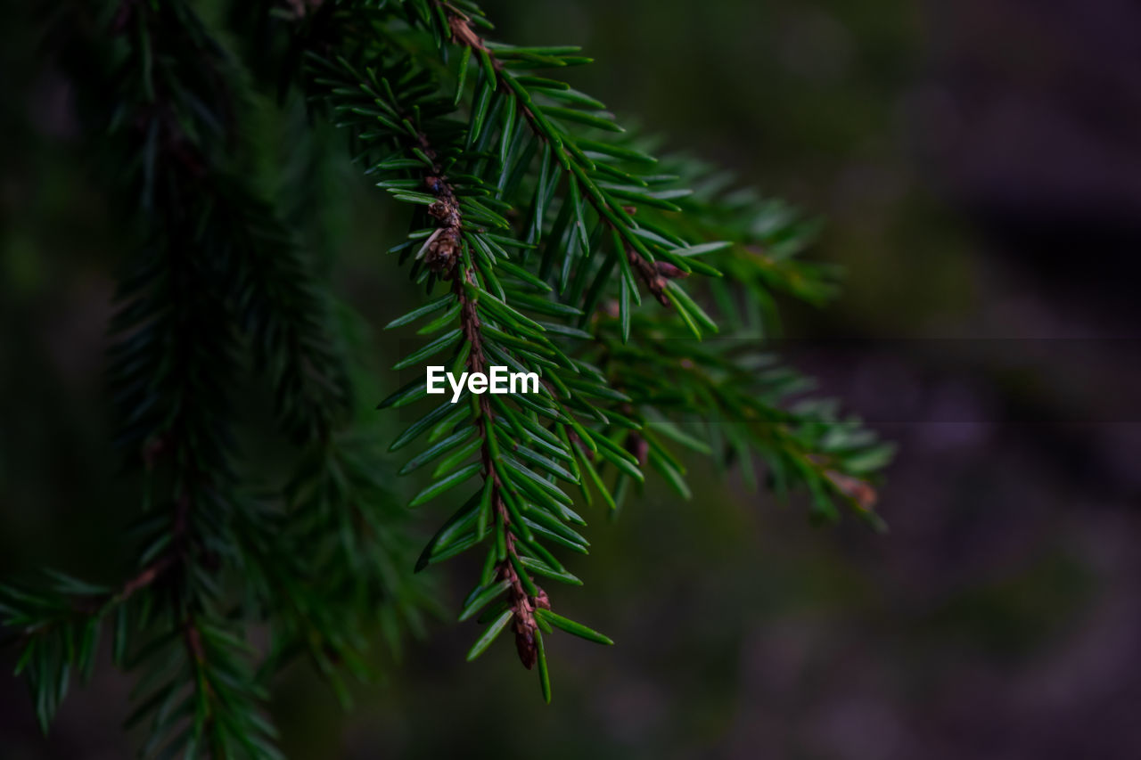 Close-up of pine tree leaves